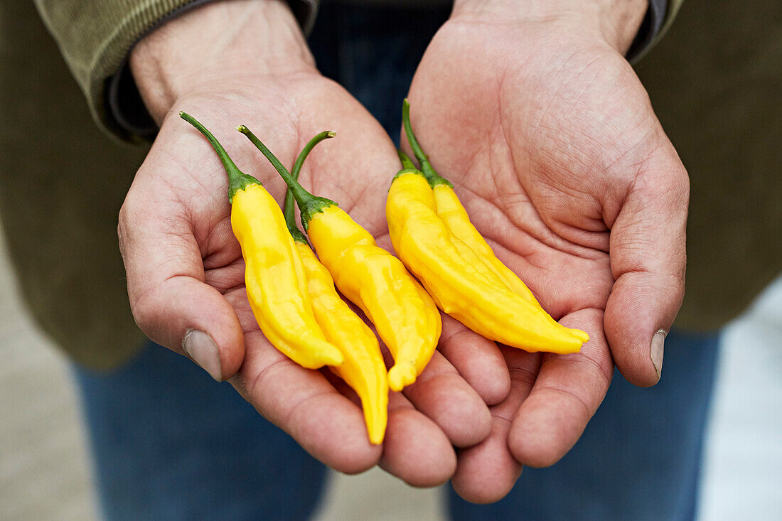 Hände halten gelbe Chilischoten