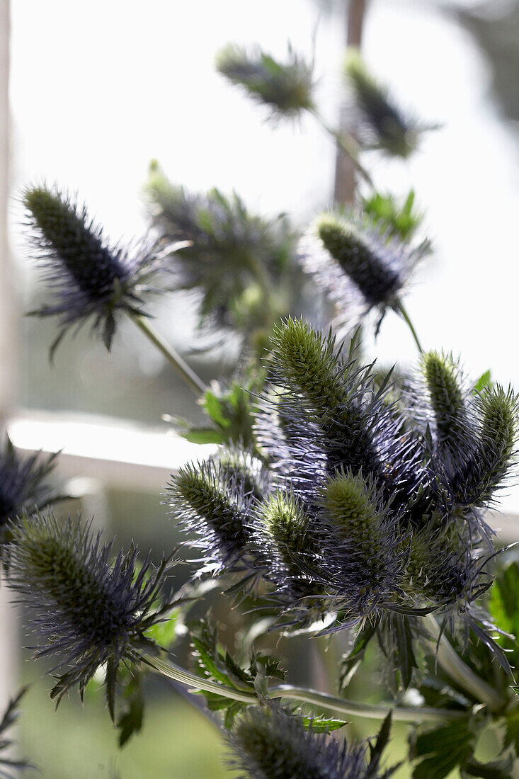 Cut flowers (Echinopsis) on windowsill of Devon beach house