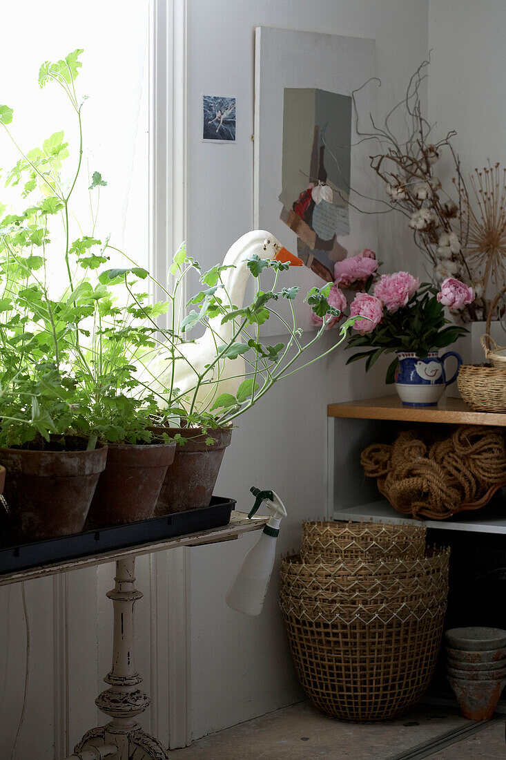 Geranien auf Blumenständer unter dem Fenster