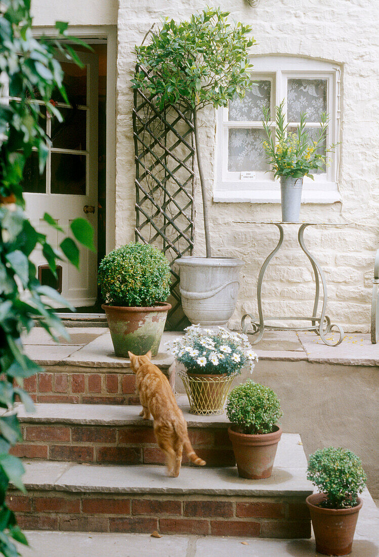 Ginger cat walking up steps of country style house