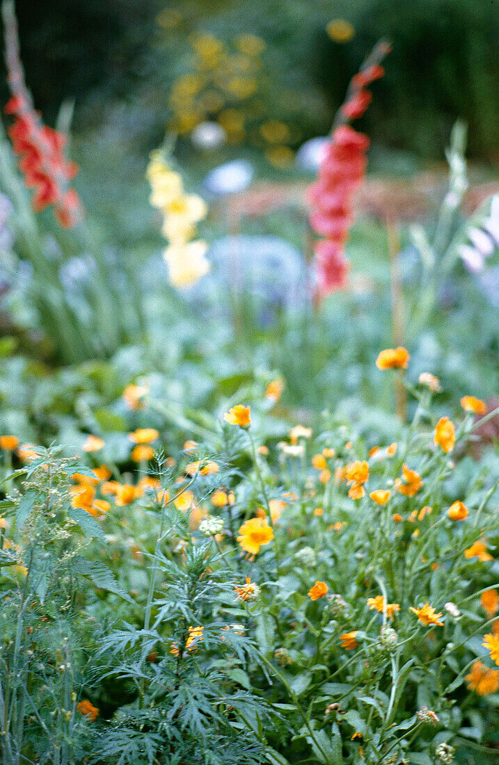 Garden detail flower border marigold gardens flowers borders