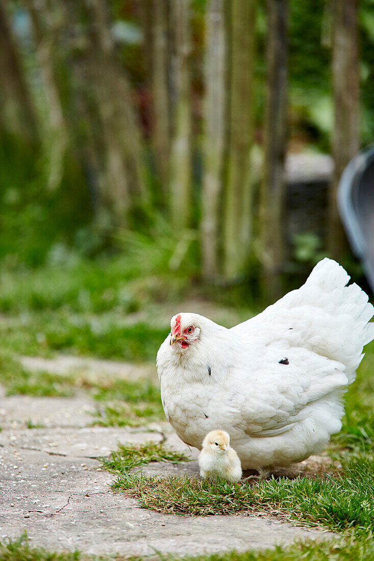 Weiße Henne und Küken, East Sussex, UK