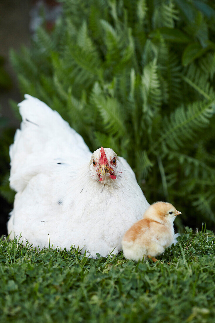 White hen and chick East Sussex, UK