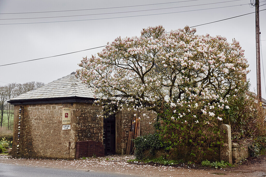 Magnolia tree outside the Prindl Pottery in Cornwall, UK