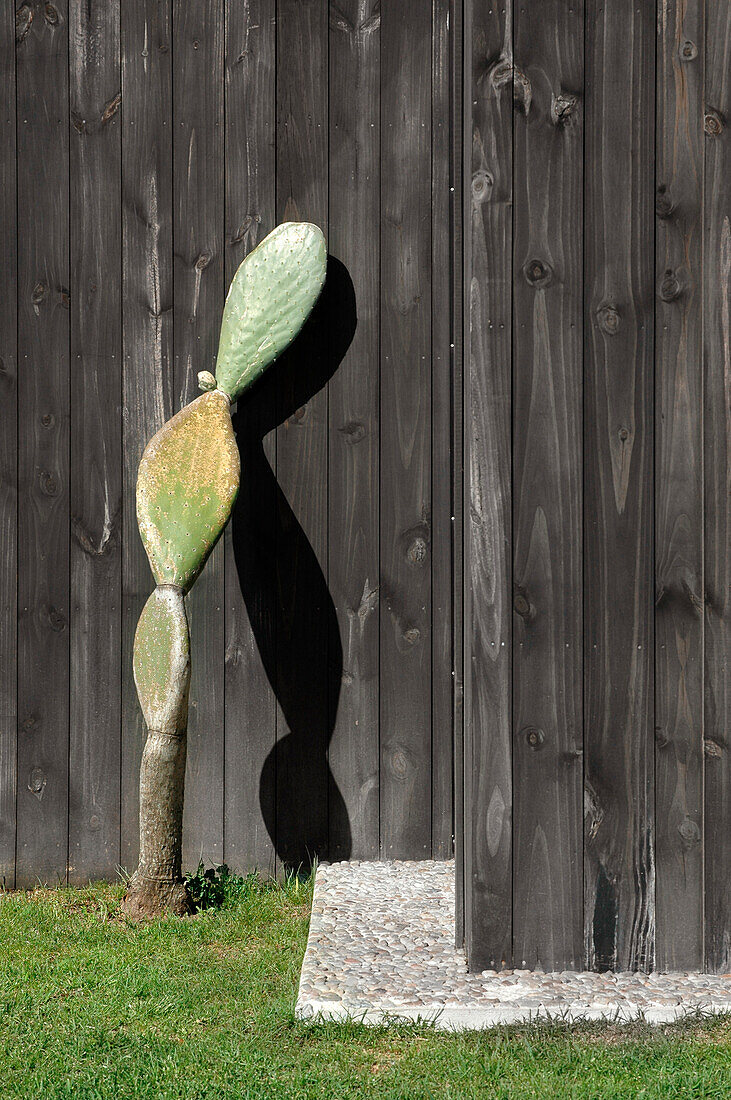 Solitary cactus propped against panelled wall