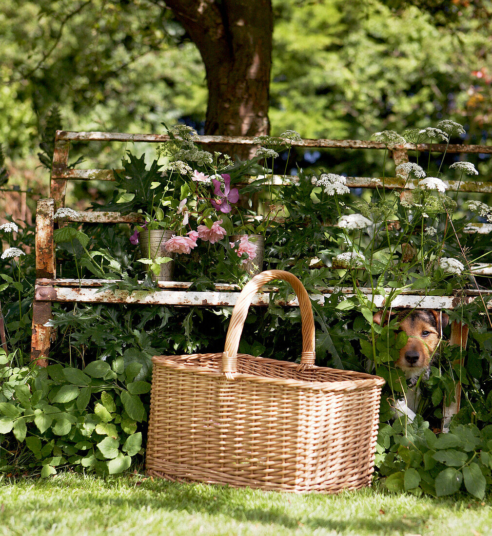 gardening basket and rusty bench in garden under tree