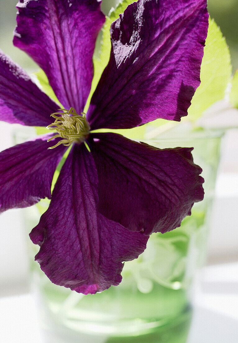 Sunlit purple clematis