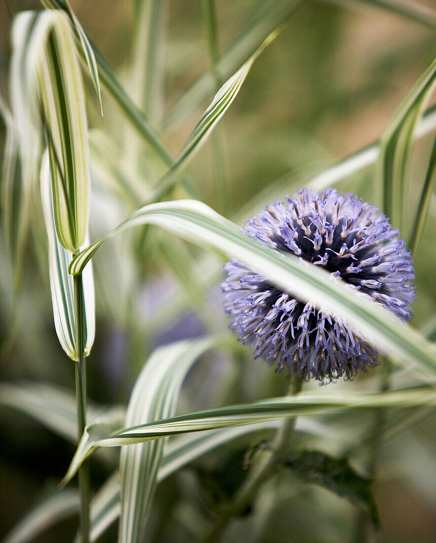 Violette Blume mit bunten Blättern