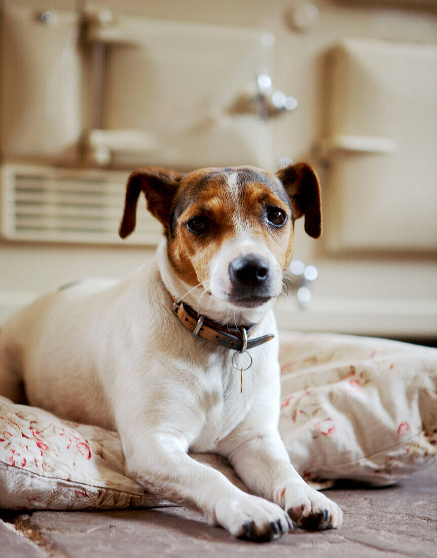 Small sitting dog on tiled floor 