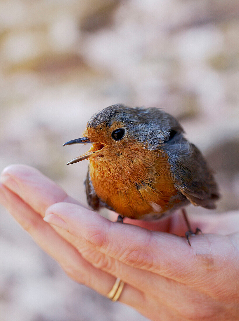 Baby robin held in palm of hand
