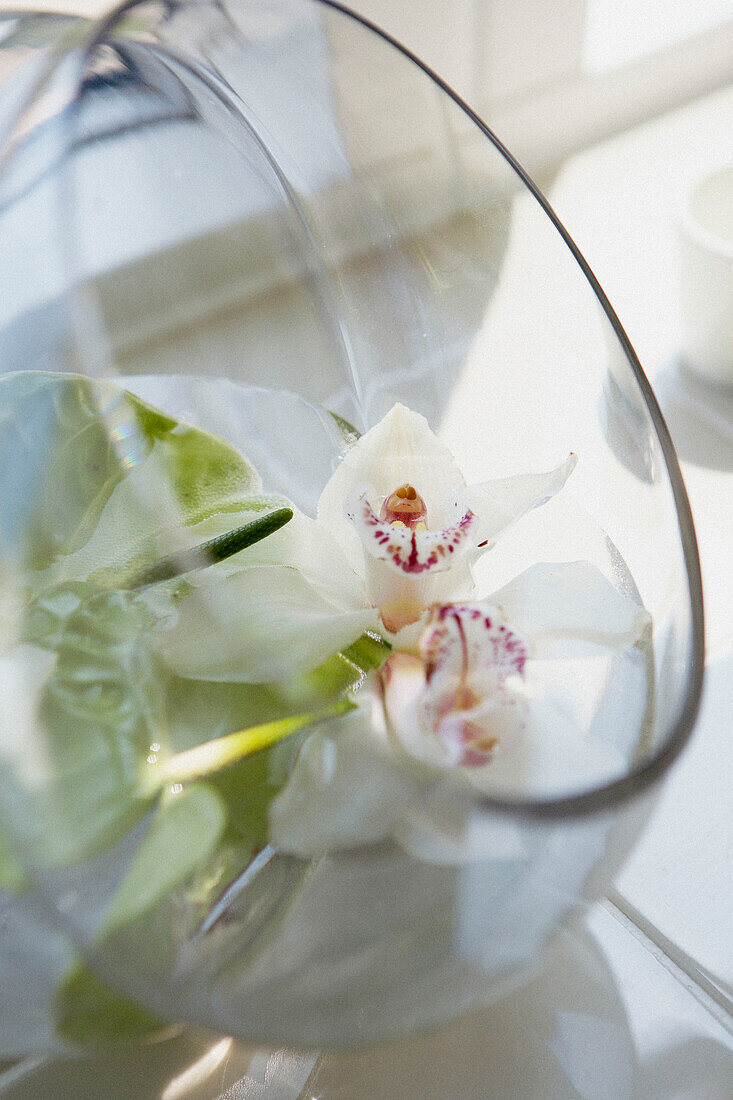 Cut flower in glass bowl