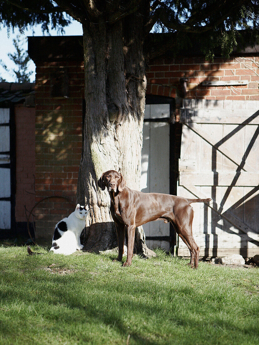 Katze und Hund unter einem Baum im Gras vor einem Backsteingebäude