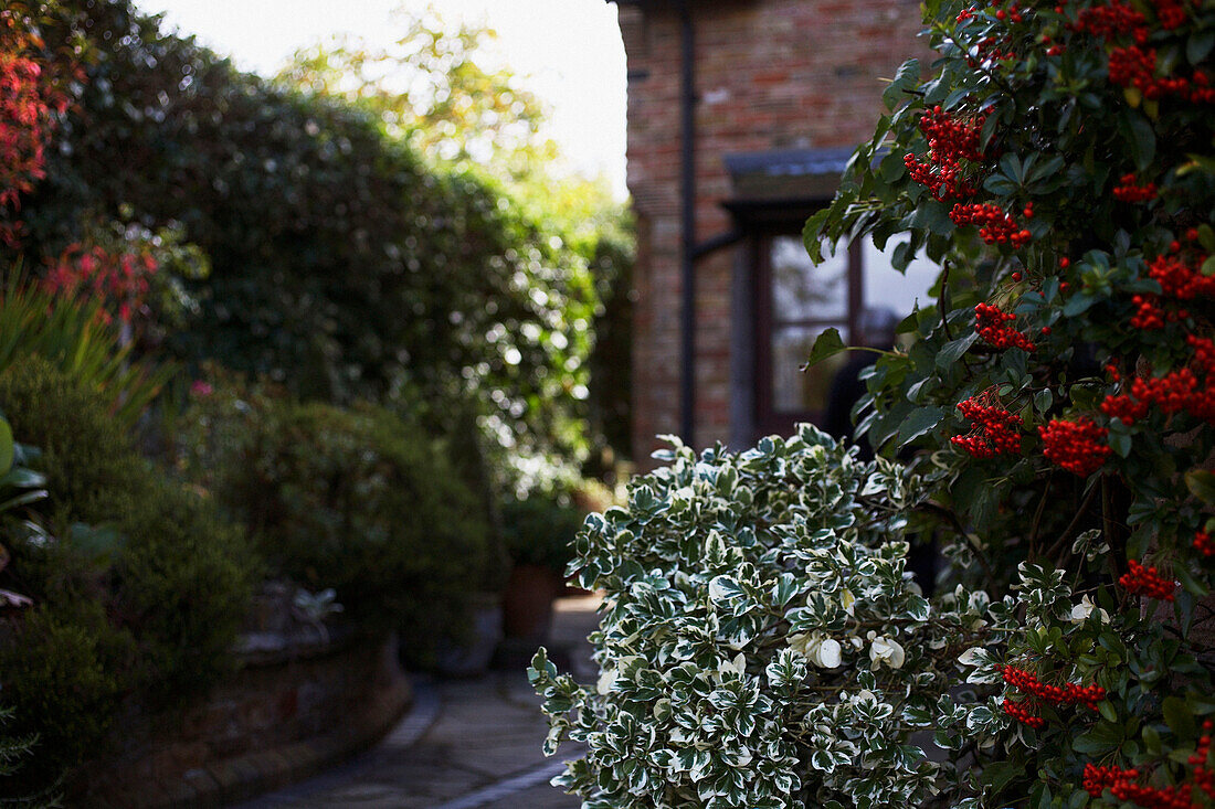 Holly (Ilex aquifolium) and variegated holly with berries in garden with building exterior