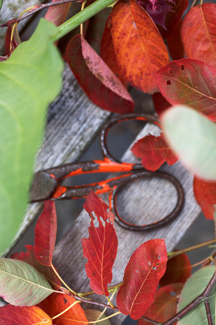 Schere mit Tupelo (Nyssa) Herbstlaub auf Holzbank