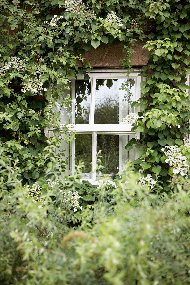 Kletterpflanzen an einem Außenfenster