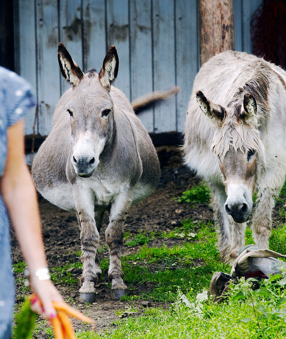 Woman stands with carrots for donkeys