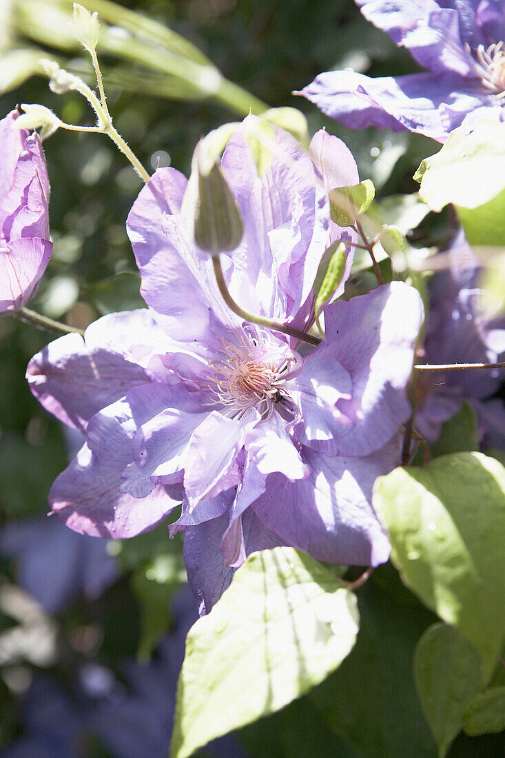 Purple clematis