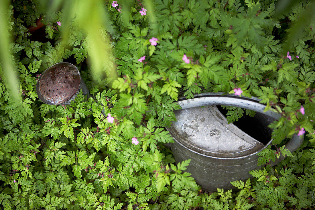 Gießkanne aus Metall in einem überwucherten Garten