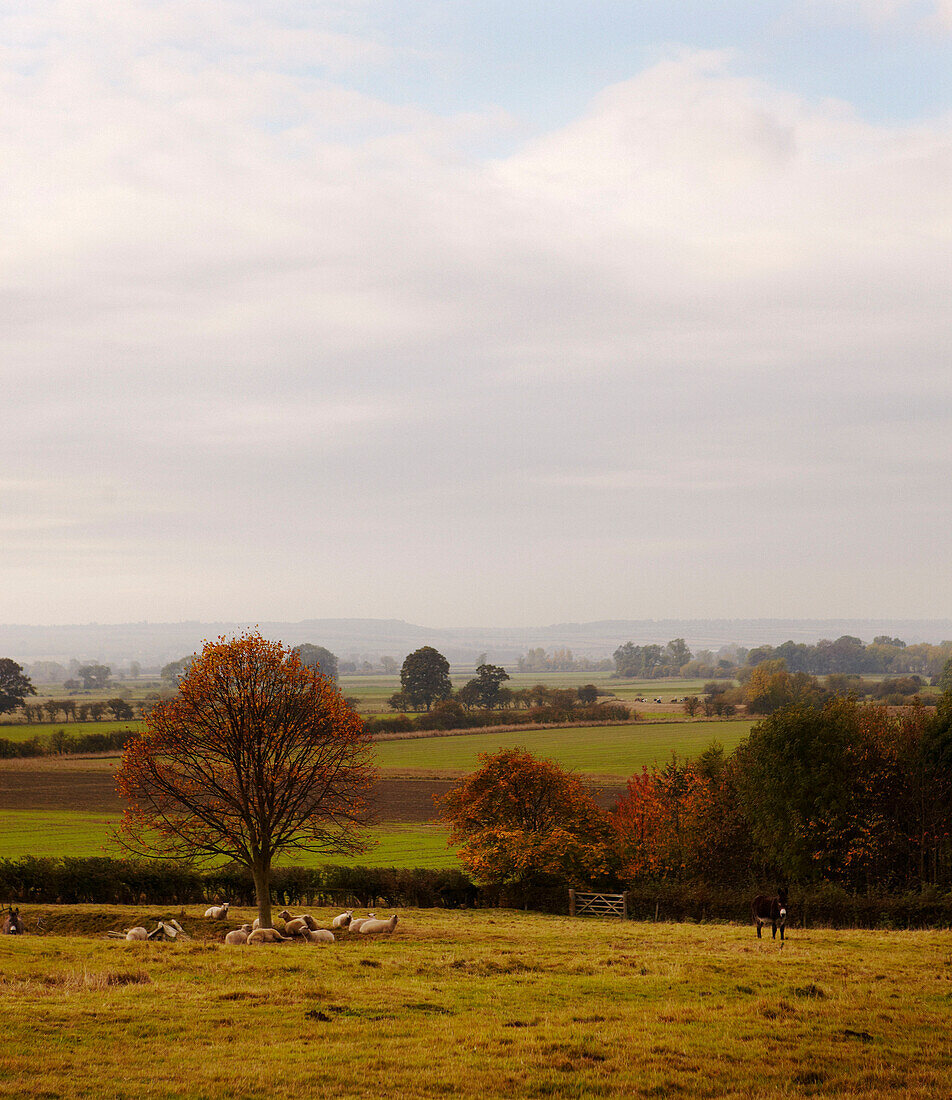 Sheep sit under tree in field of countryside landscape