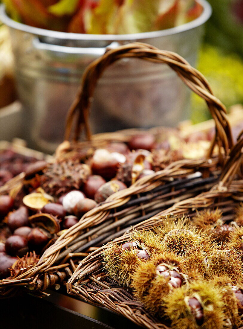 Chestnuts (Castanea) in Essex garden England UK