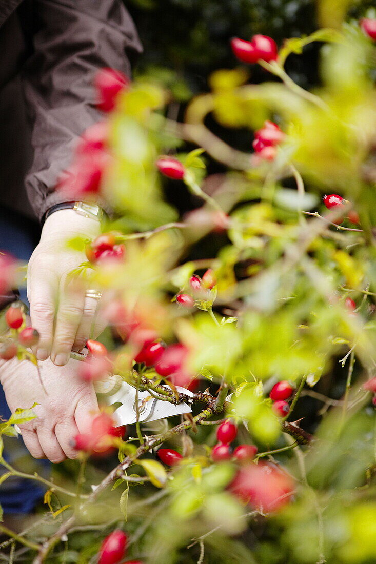 Cutting back rosehips in Essex garden England UK