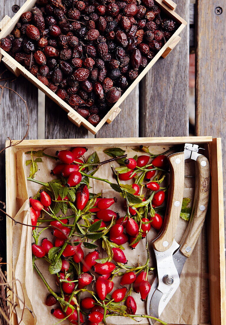 Crates of rosehips and nuts in Essex garden England UK