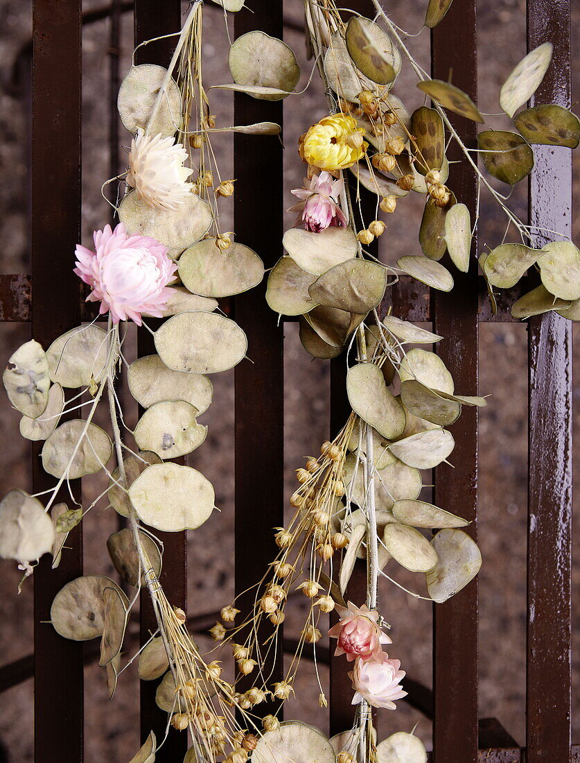 Dried flowers garland Honesty (Lunaria annua) Essex England UK