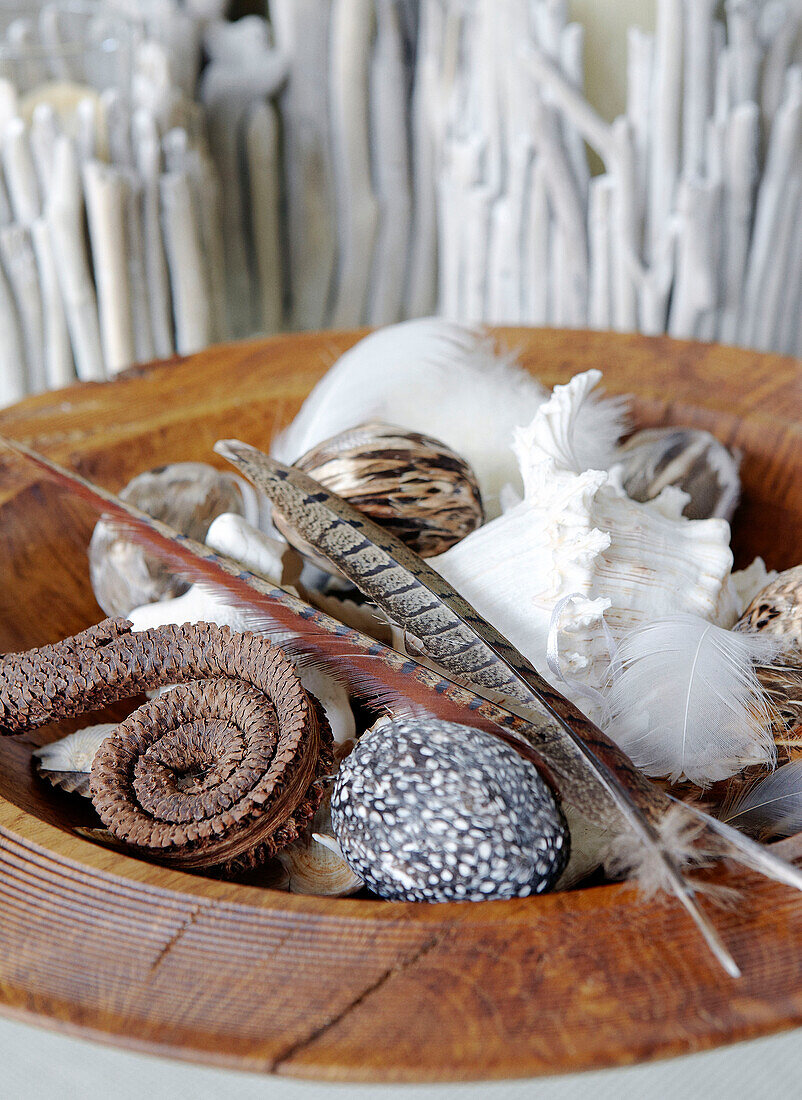 Muscheln und Federn in einer Holzschale in Hampshire, England, UK