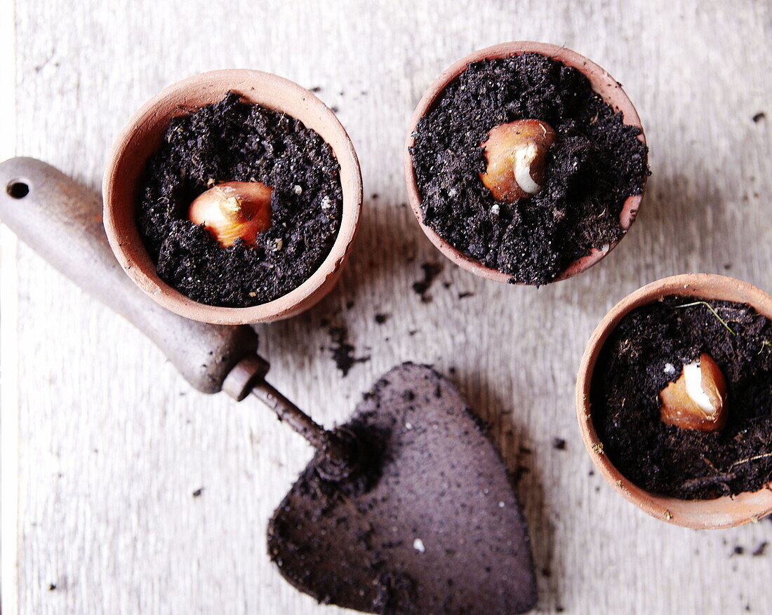 Potting Chestnuts (Castanea) England UK