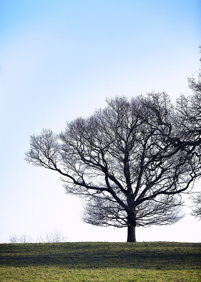 Lone tree on rural Surrey hillside England UK