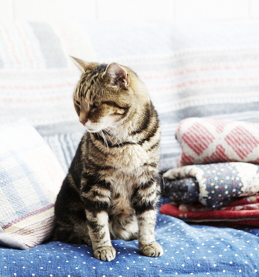 Cat with folded blankets in living room extension of London home UK