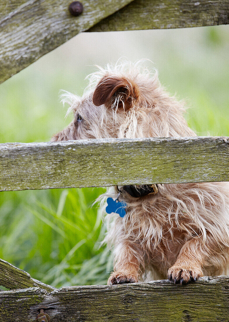 Pet dog at wooden gate in rural Oxfordshire, England, UK