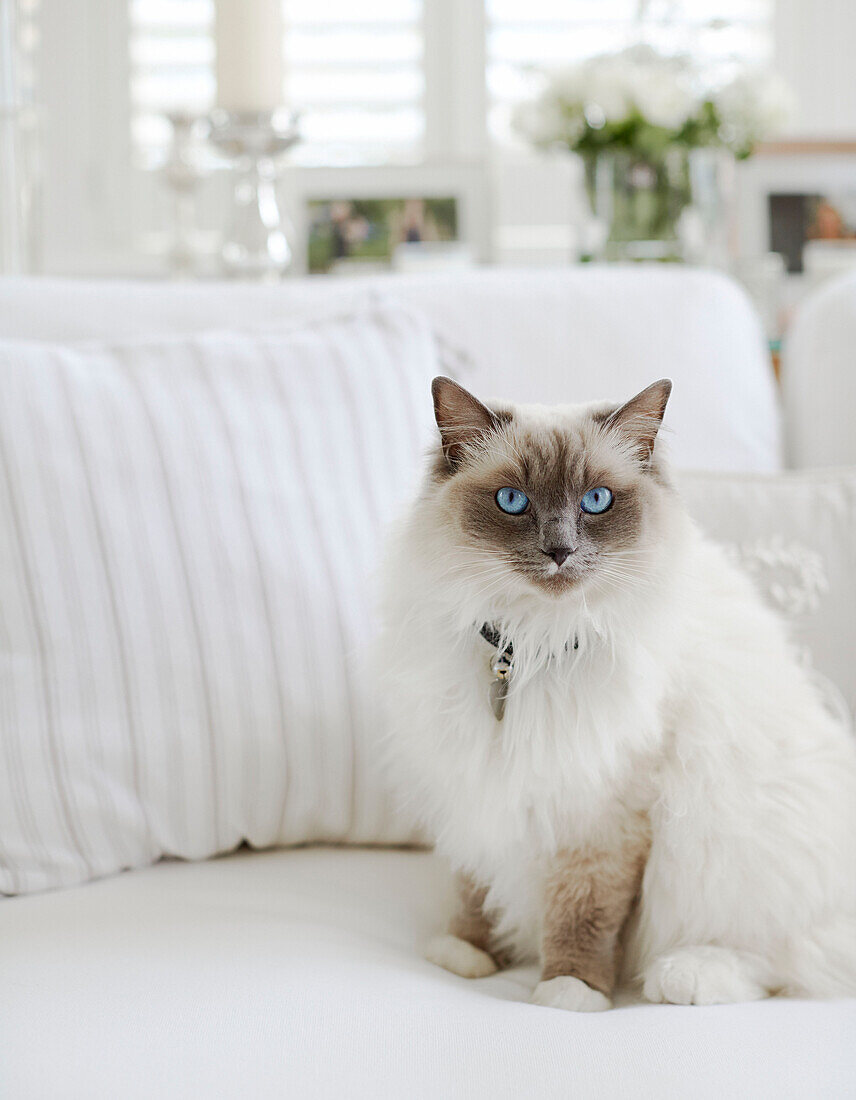 Siamese cat on white sofa in York townhouse England UK