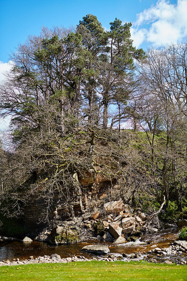 Northumbrian woodland and river, UK