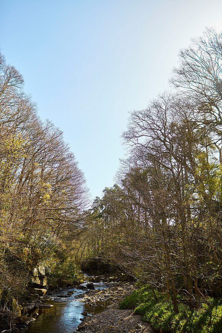 Northumbrian woodland and river in spring, UK