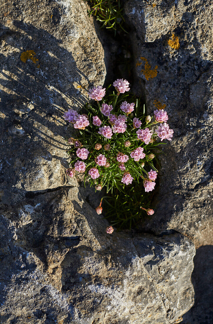 Pink flowering plant on coastal rocks in County Sligo in Connacht, Ireland