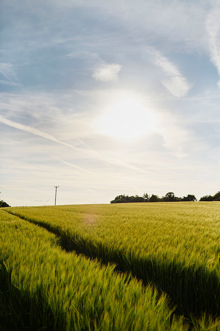 Field of crops in Sandford St Martin countryside Oxfordshire, UK