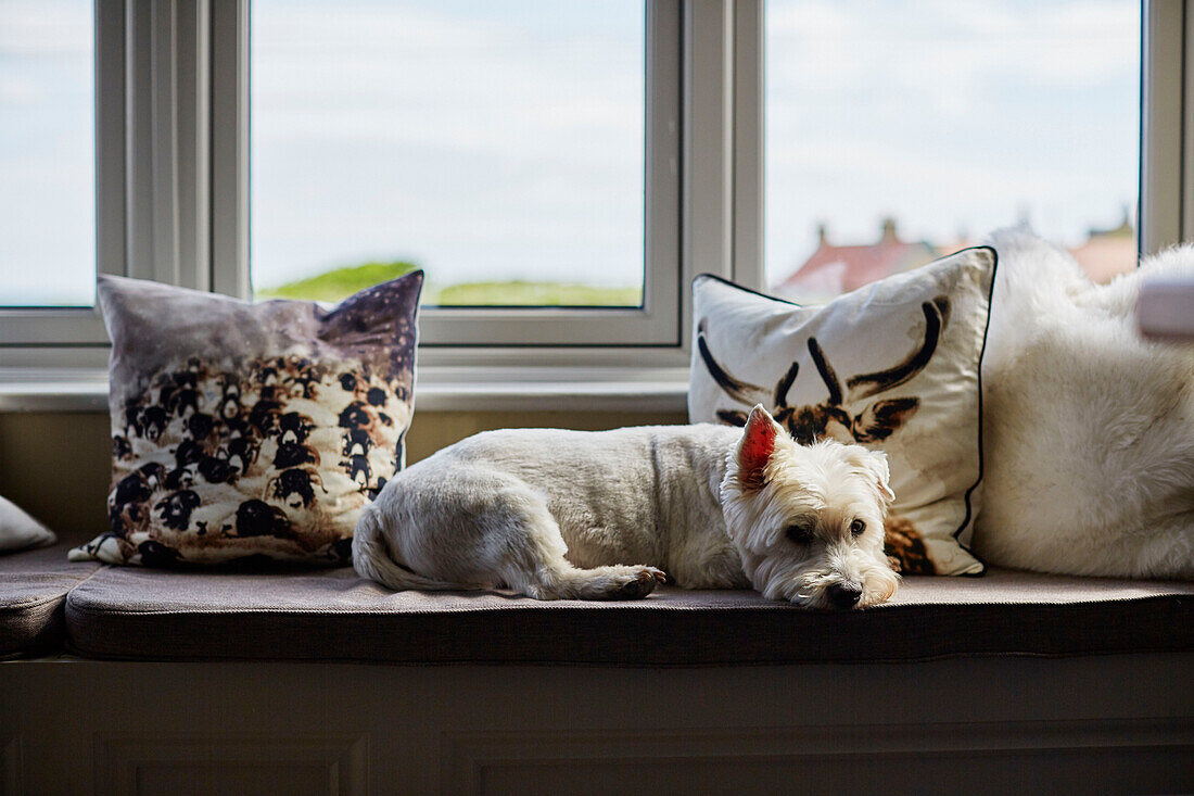 West Highland Terrier waiting on window seat in Northumbrian home, UK