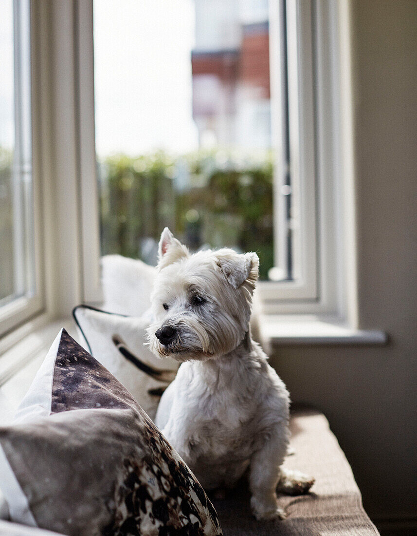 West Highland Terrier blickt weg in einem Haus an der Küste in Northumbria, UK