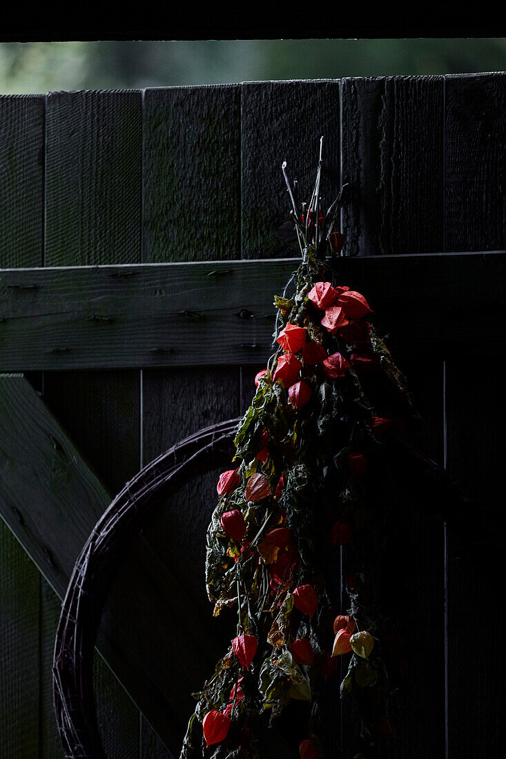 Red flowers hangiing on wooden door in Radnorshire-Herefordshire borders, UK
