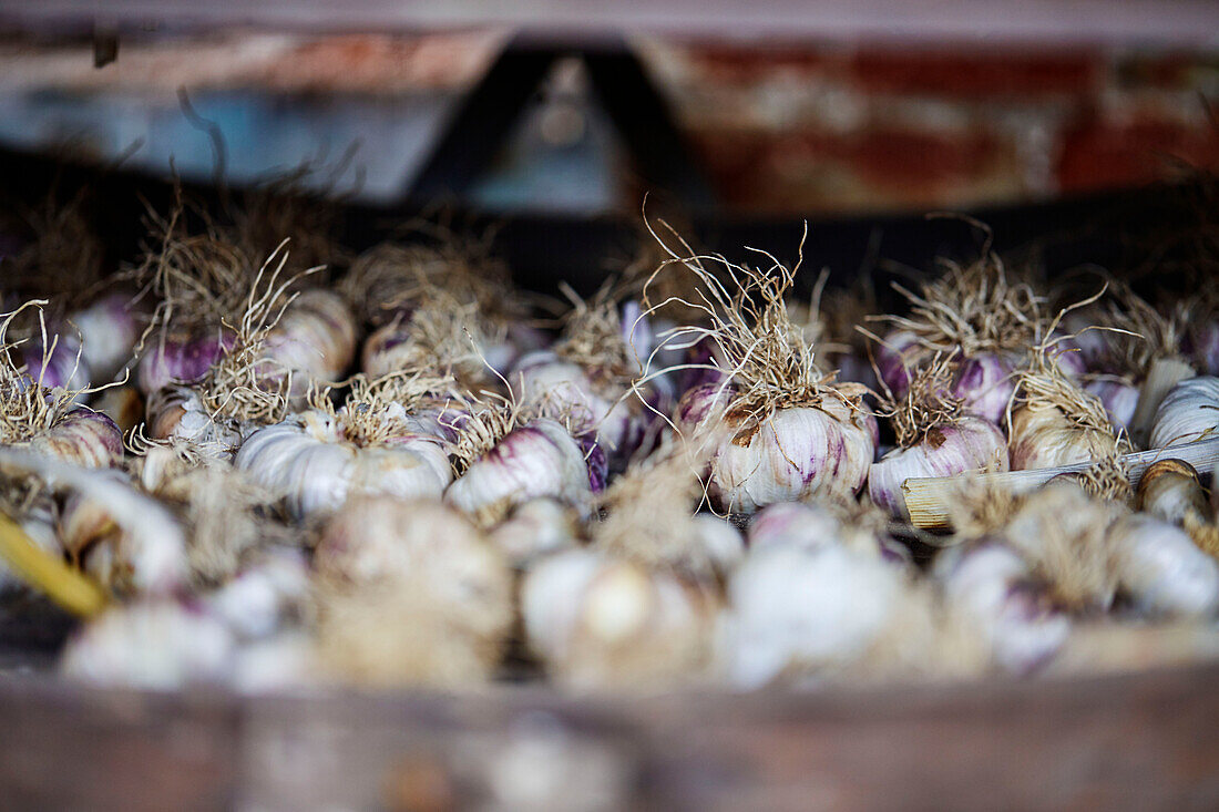 Harvested garlic