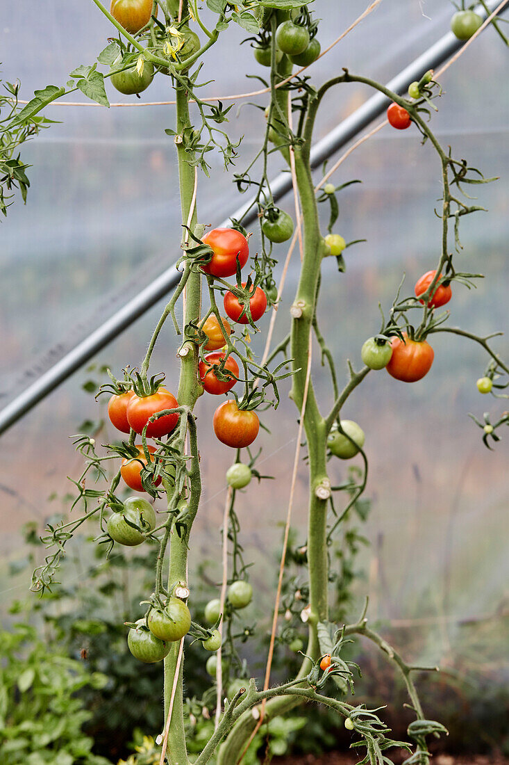 Tomatoes on the vine at Old Lands kitchen garden Monmouthshire, UK