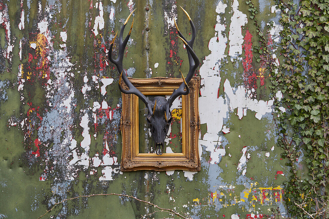 Painted antlers in gilt frame on exterior wall with peeling paint Somerset, UK