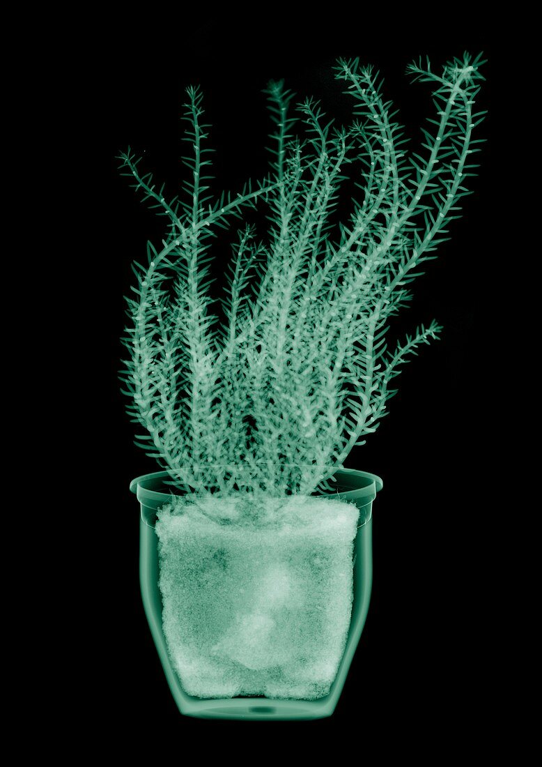 Green fern plant in pot, X-ray