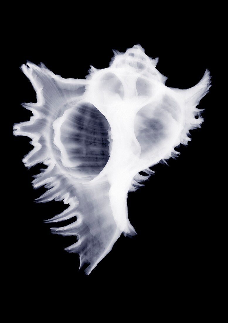 Shell, X-ray