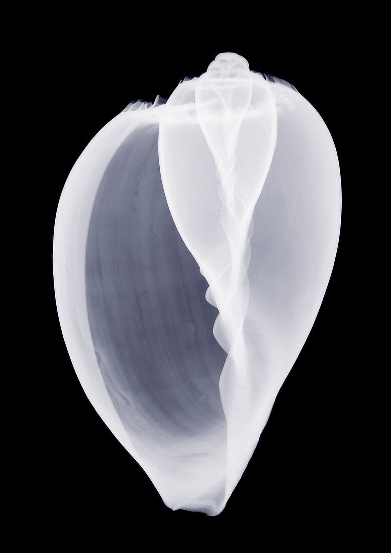 Whelk shell, X-ray