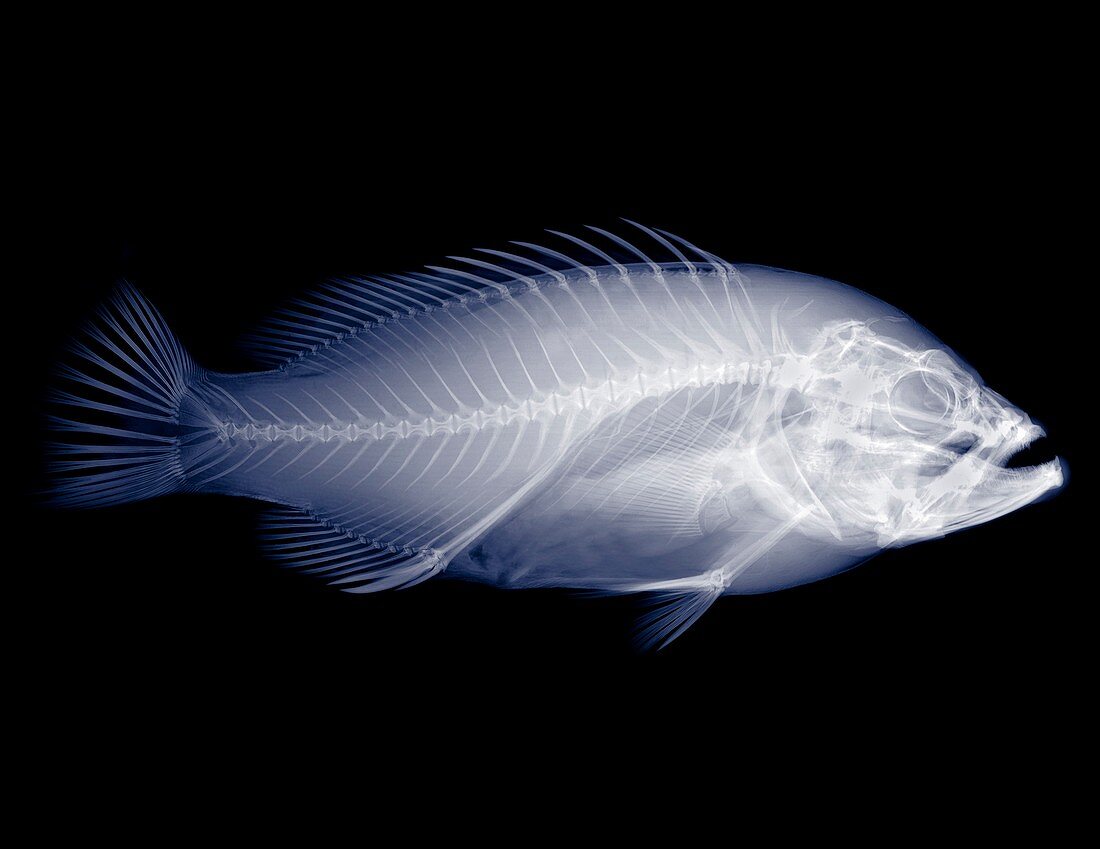 Red snapper, X-ray