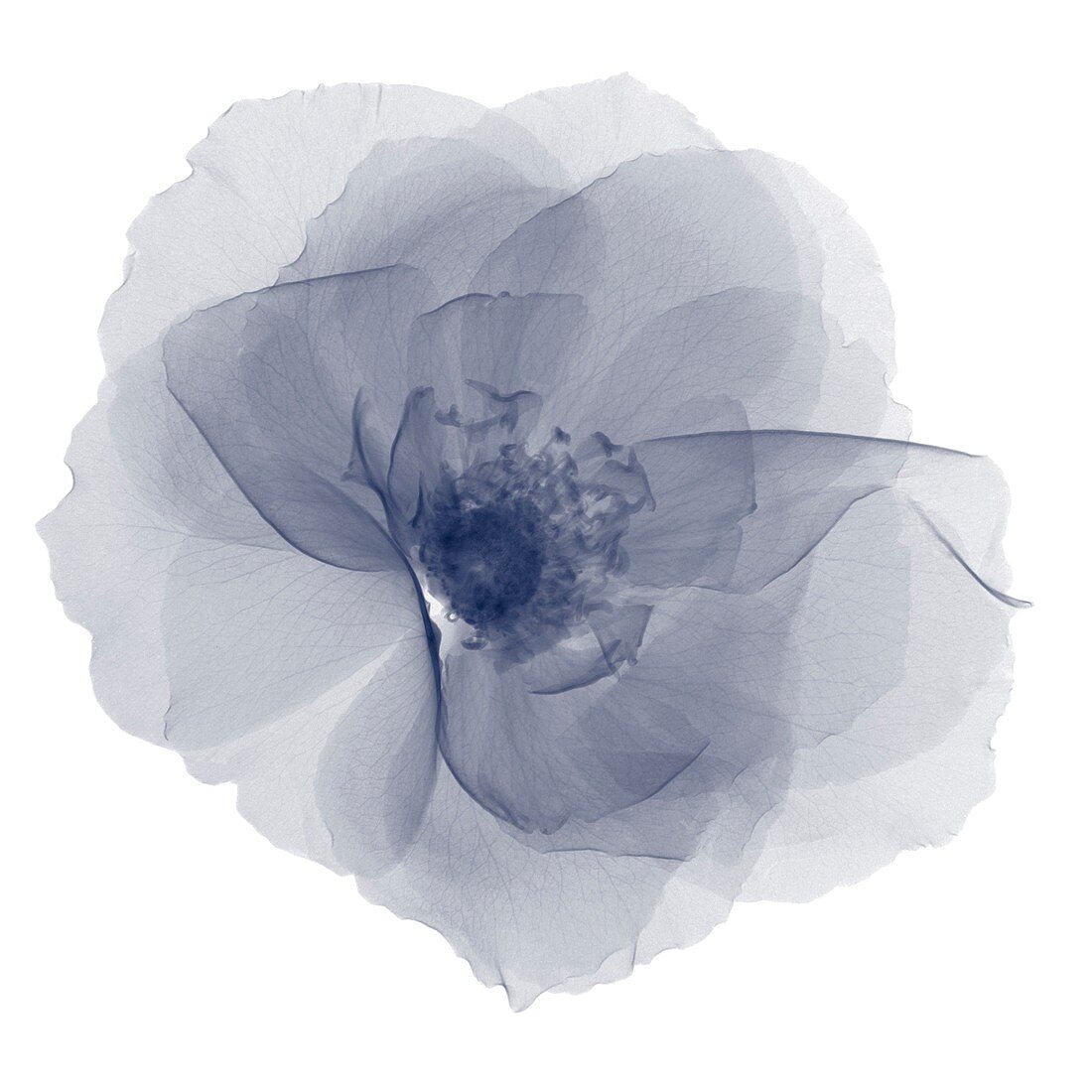 Gardenia head from above, X-ray