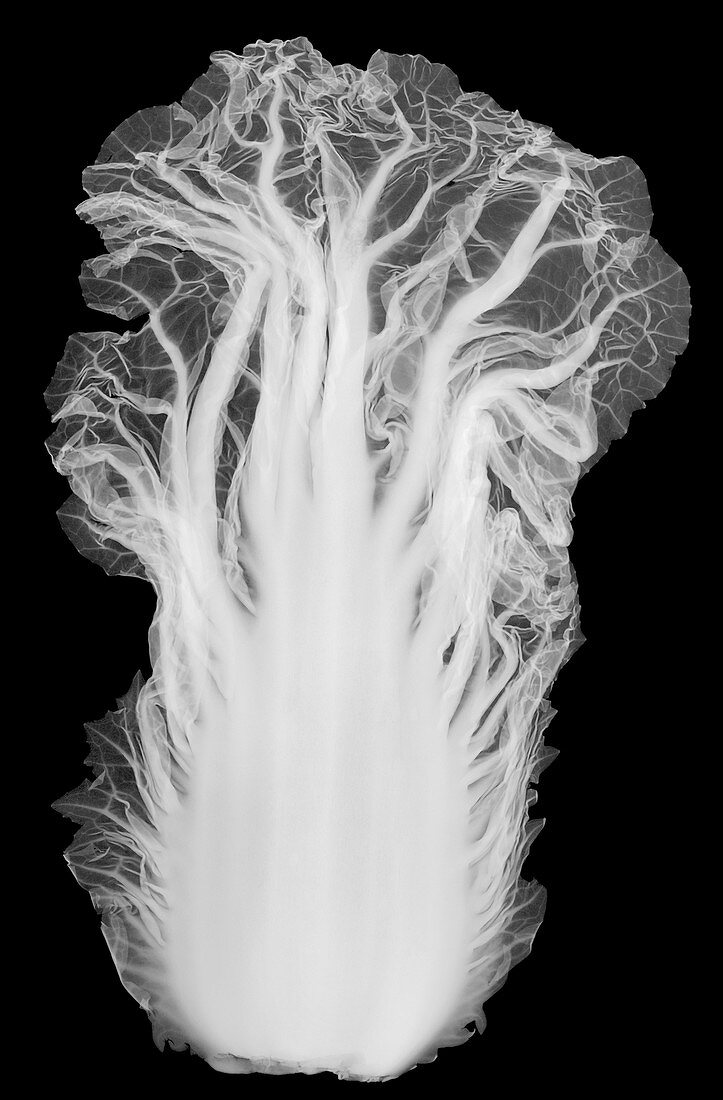 Chinese leaf cabbage, X-ray