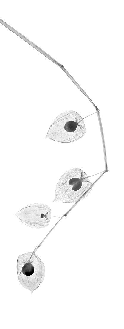 Chinese lantern (Physalis sp.), X-ray